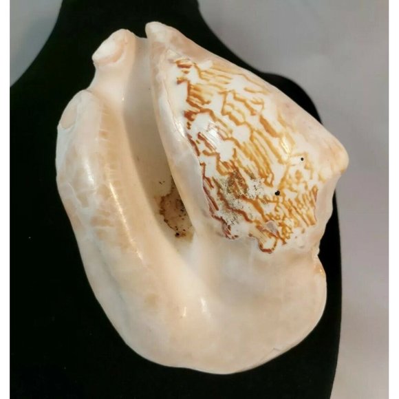 SEA SHELL. Calcified fossil, 140mm x 120mm. GIANT SHELL 1.6lb-611gr - Picture 5 of 8